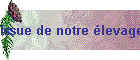 Issue de notre &eacute;levage